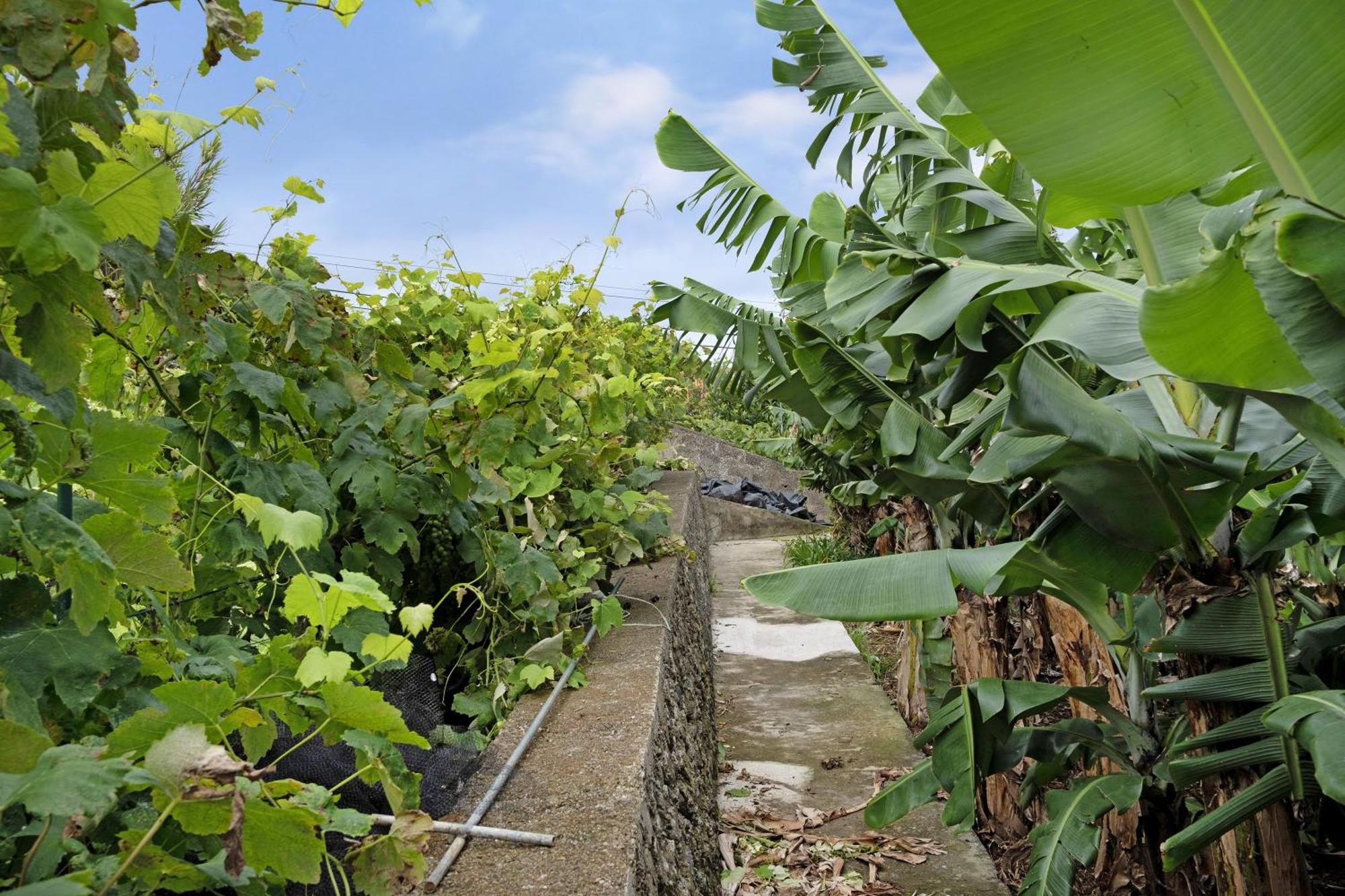 Casa Das Rosas Angra do Heroísmo Buitenkant foto